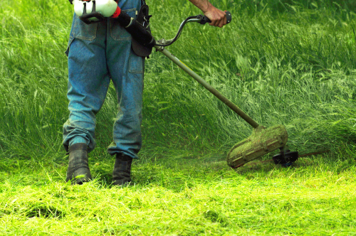 Using a weed whacker to cut down long grass