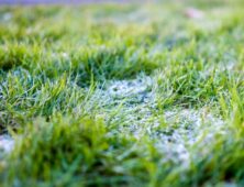 Frosty winter lawn