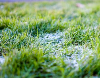 Frosty winter lawn