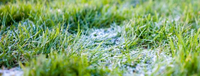 Frosty winter lawn
