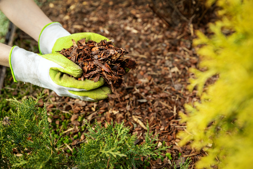 Mulching a winter garden with wood chips