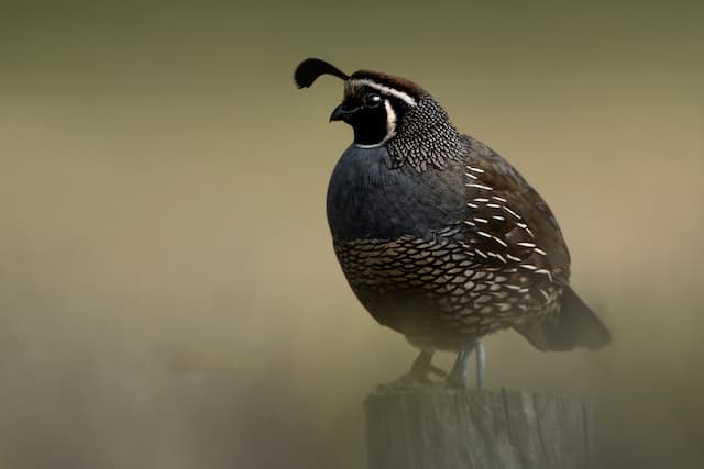 A hungry quail sitting on a log. 