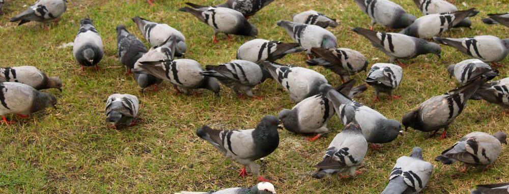 Birds eating grass seed