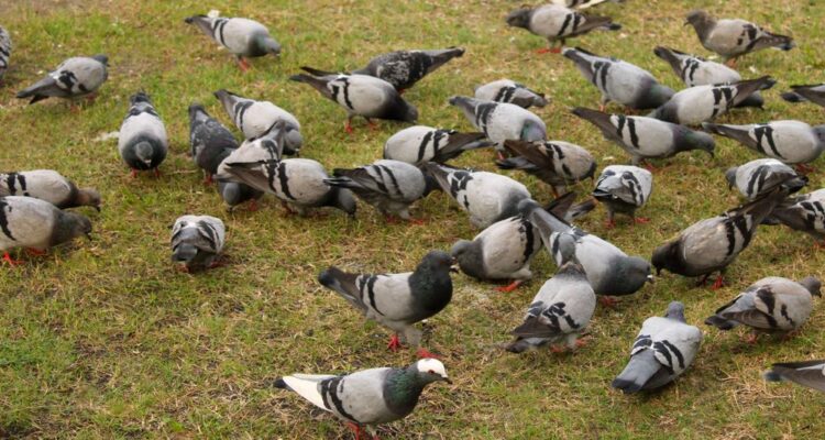 Birds eating grass seed