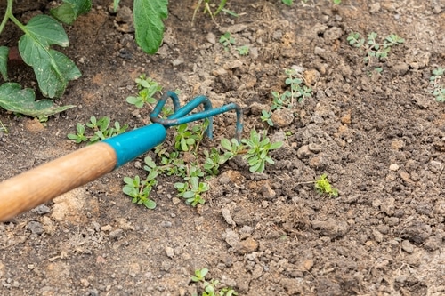Garden weeder tool