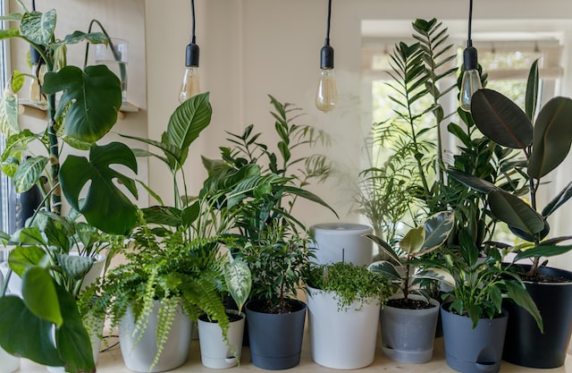 Thriving indoor houseplants