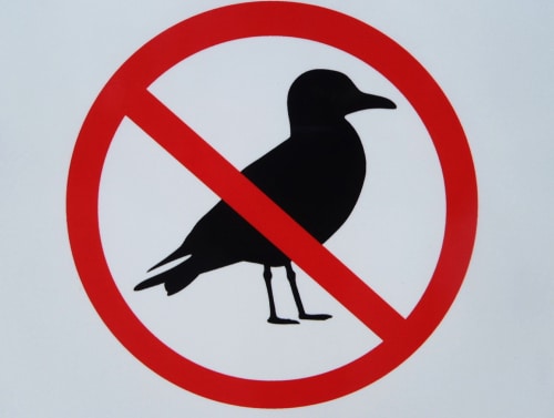A warning sign: no birds