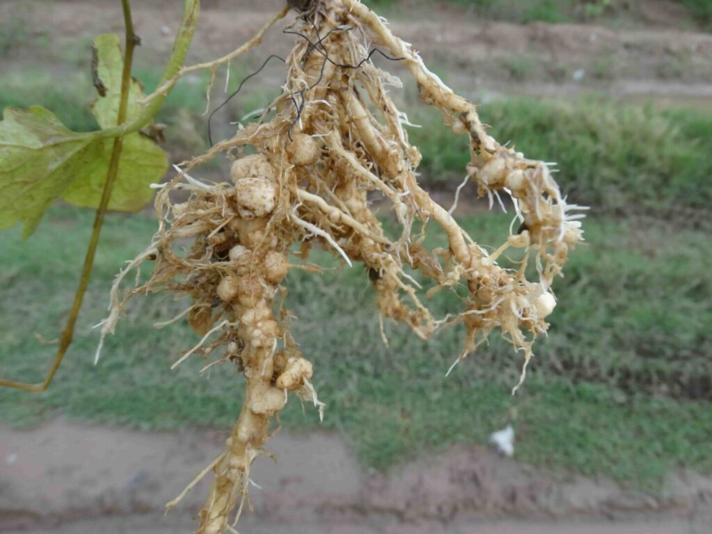 Root damage from nematodes
