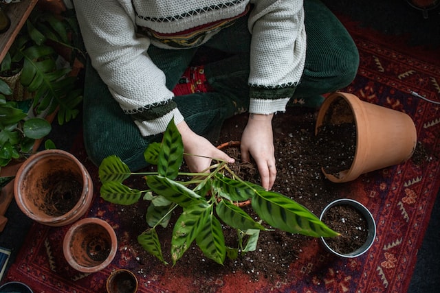 Re-potting a hardy houseplant 