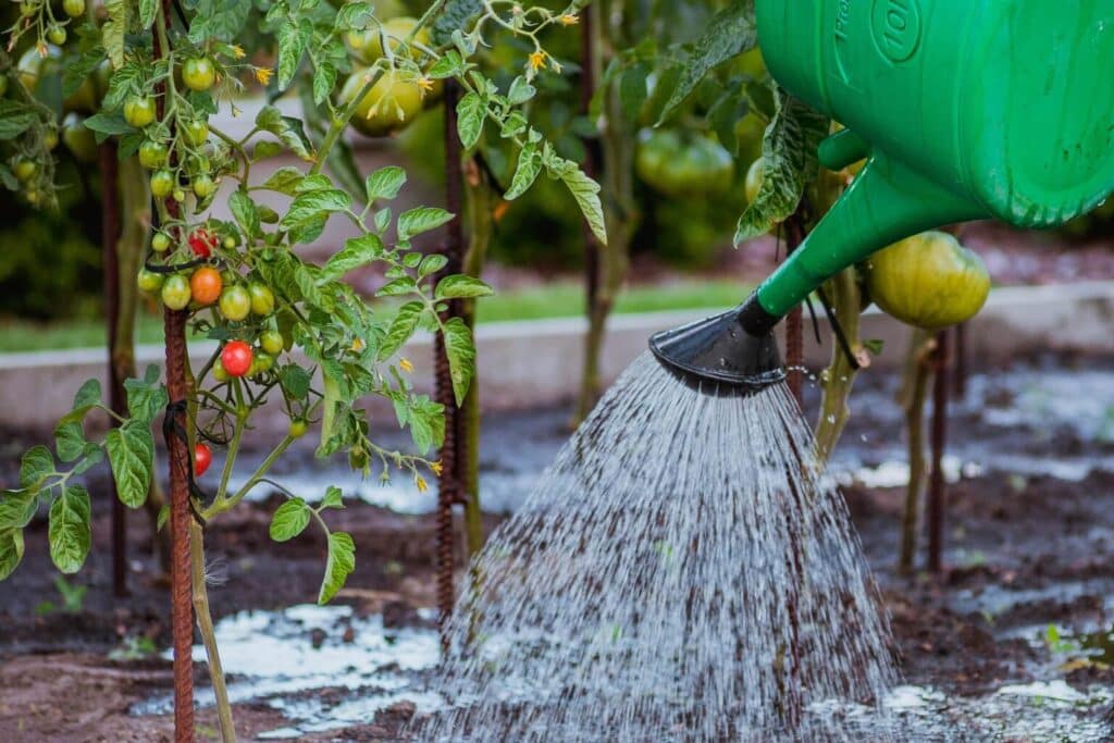 A watering can pouring water onto the soil