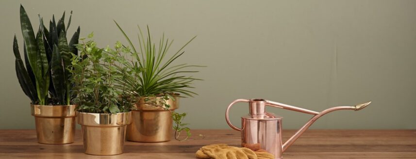 Beautiful indoor plants and a watering can