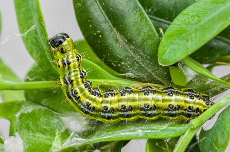 Green and black caterpillar on a leaf