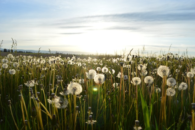 Field of dandelions about to release their seeds