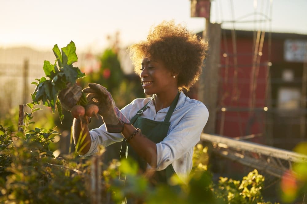 Women harvesting root veg from her garden