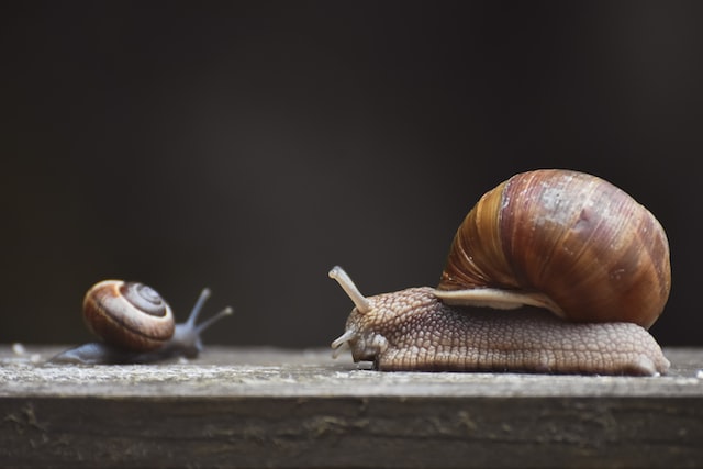 A large snail and a baby snail on a wooden surface.