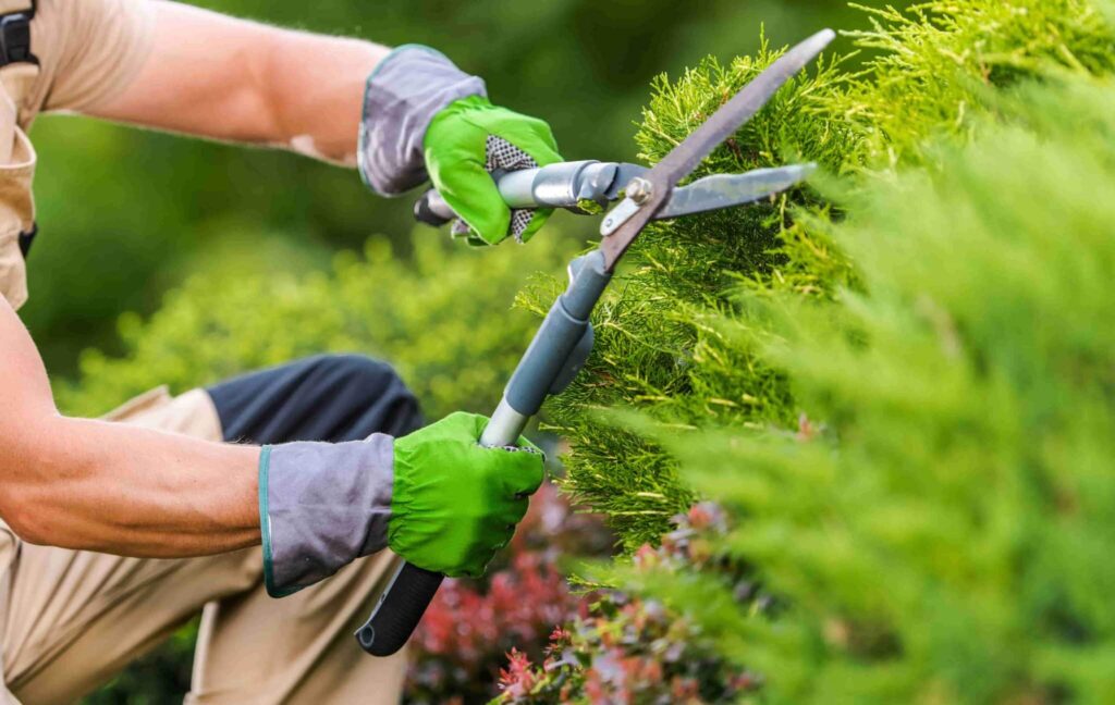 Person pruning a bush