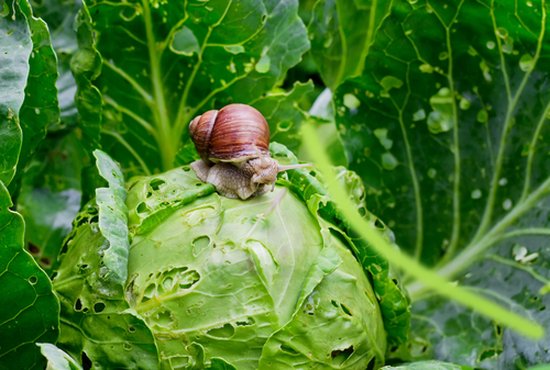 Snail eating a cabbage
