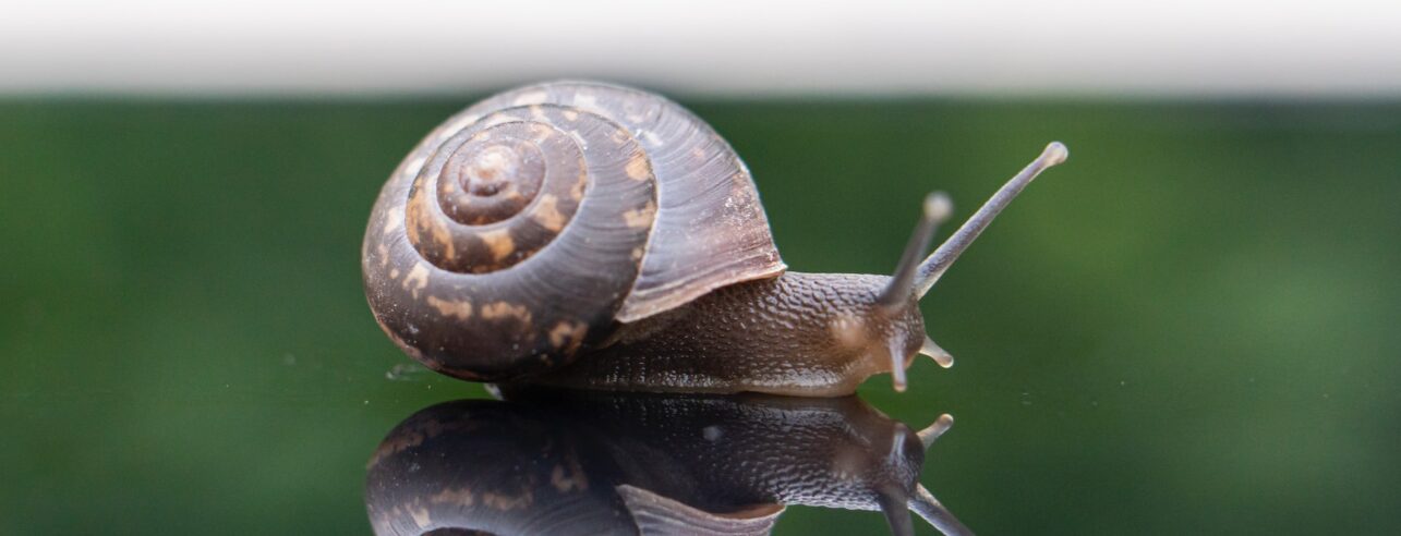 Snail on a mirror