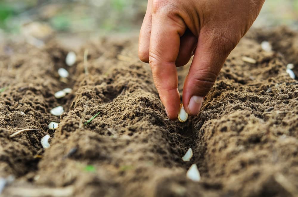 Sowing pumpkin seeds