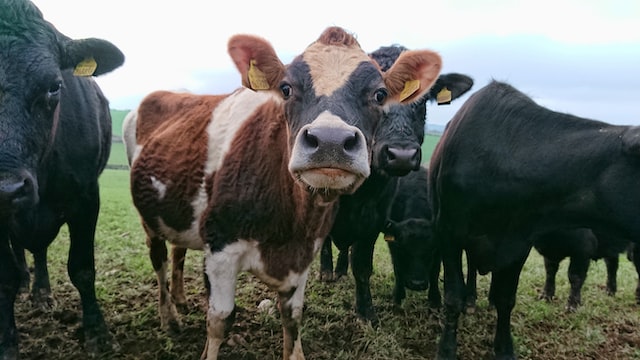 Cows in a field