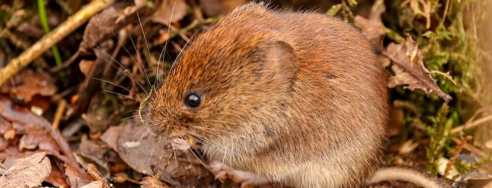 Garden vole