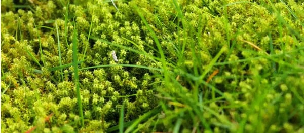 Moss and algae close up