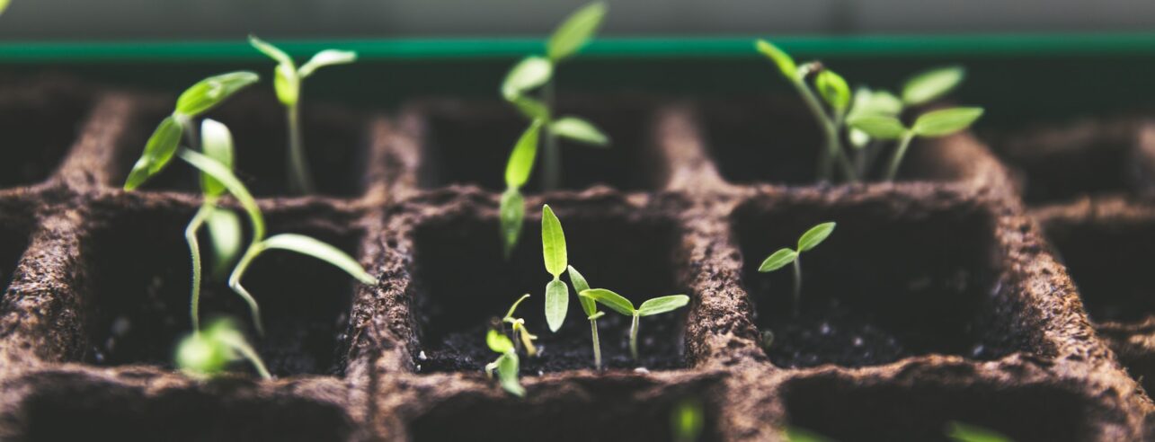 Seedlings in a seed drill