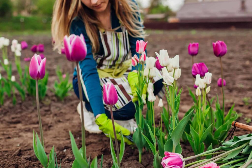 A woman tending to tulip plants in the garden
