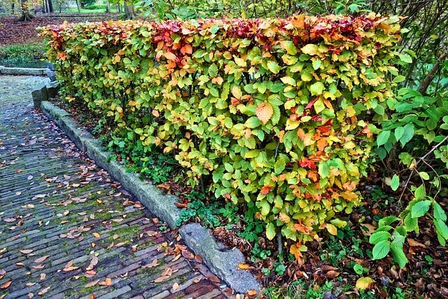 Autumnal beech hedges going red 