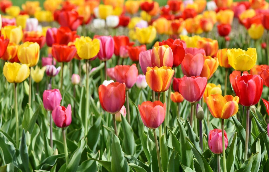 Bed of beautiful multicoloured tulips