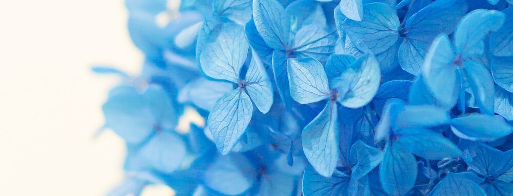 Beautiful blue hydrangea