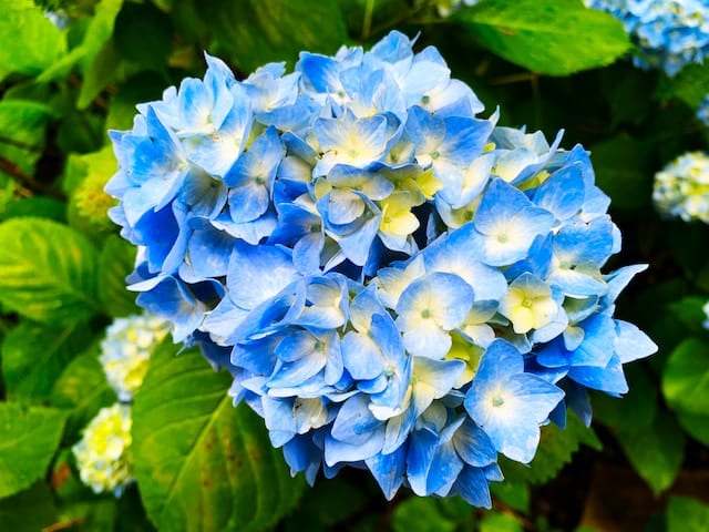 Beautiful blue hydrangeas