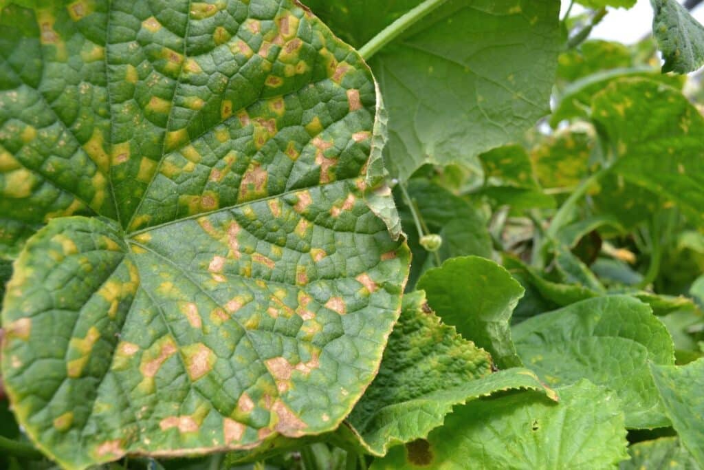 Signs of downy mildew on a leaf