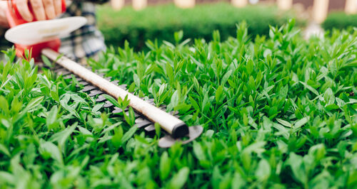 Trimming a bush with an electric trimmer