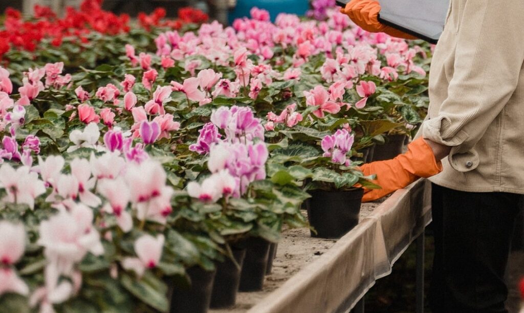 flowers in a garden centre