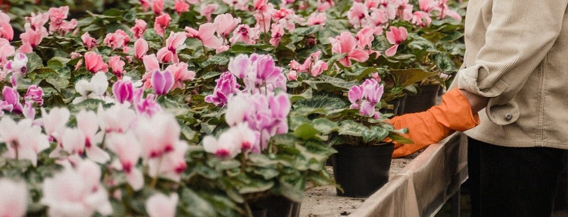 Flowers lined up in a garden centre