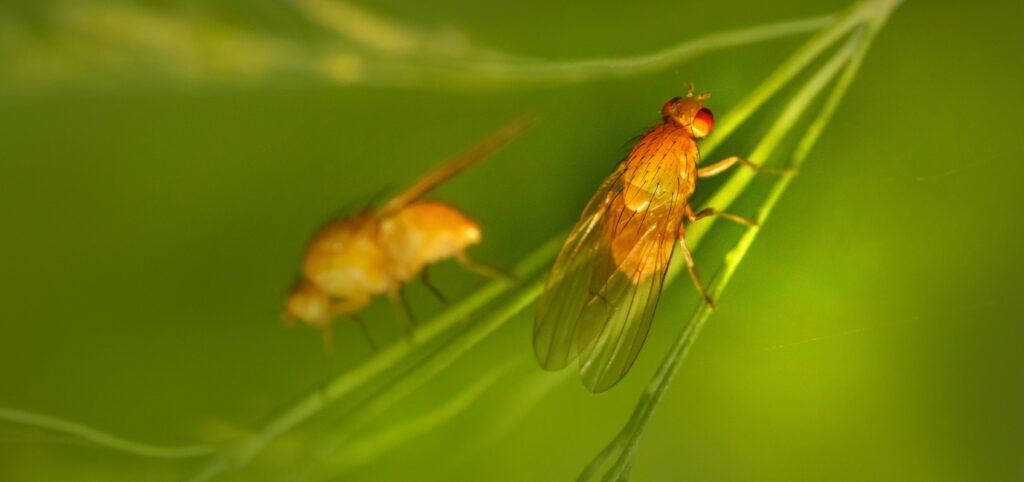 Close up of fruit flies