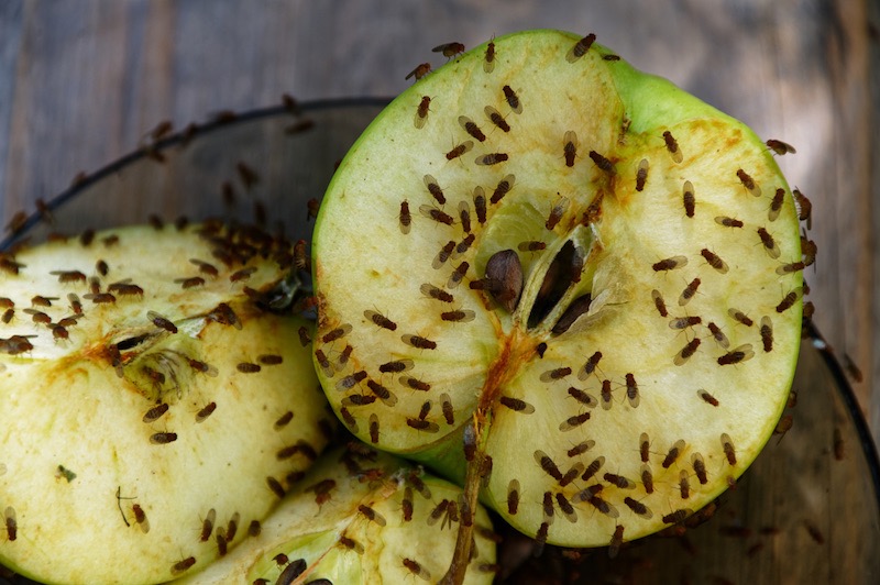 Fruit flies on an apple