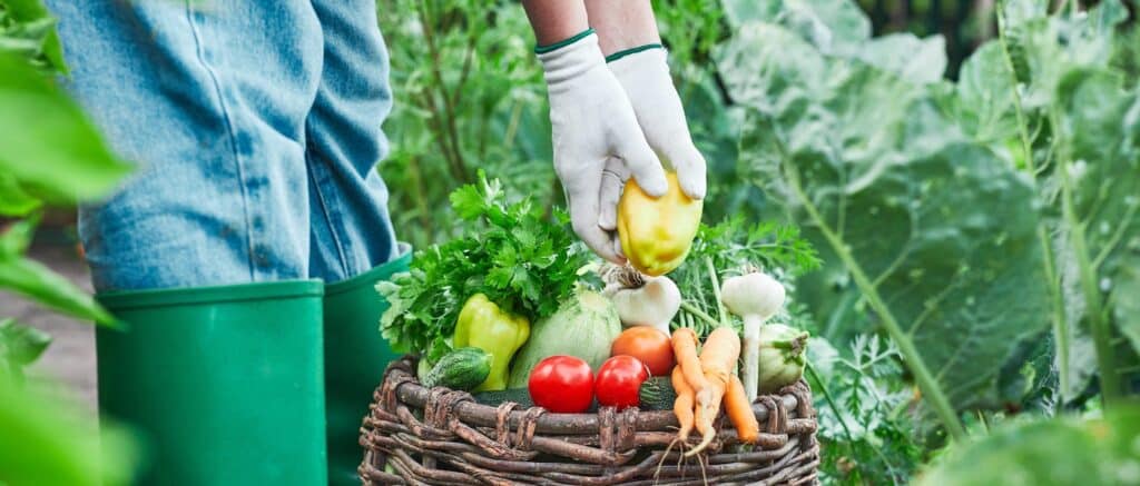Harvesting garden veg and fruit in a basket