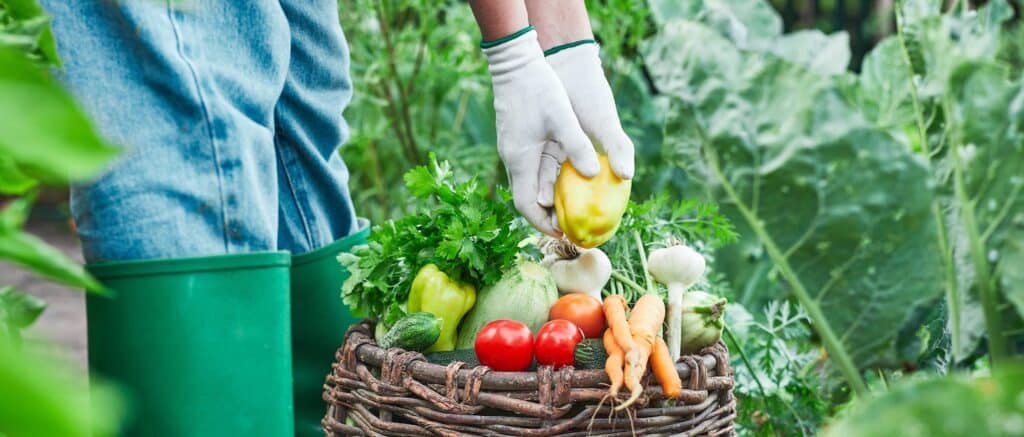 A basket of fruit and veg harvested from a garden