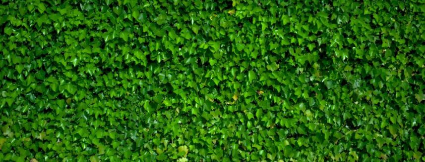 Close up of a well-fertilised hedge