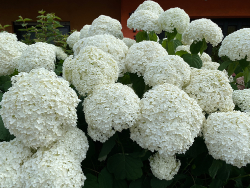 Hydrangea with white flowers