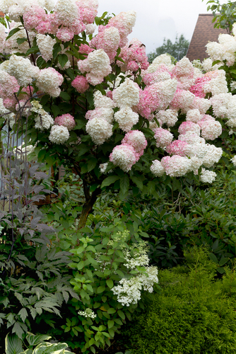 Hydrangea shrub with pink and white blooms
