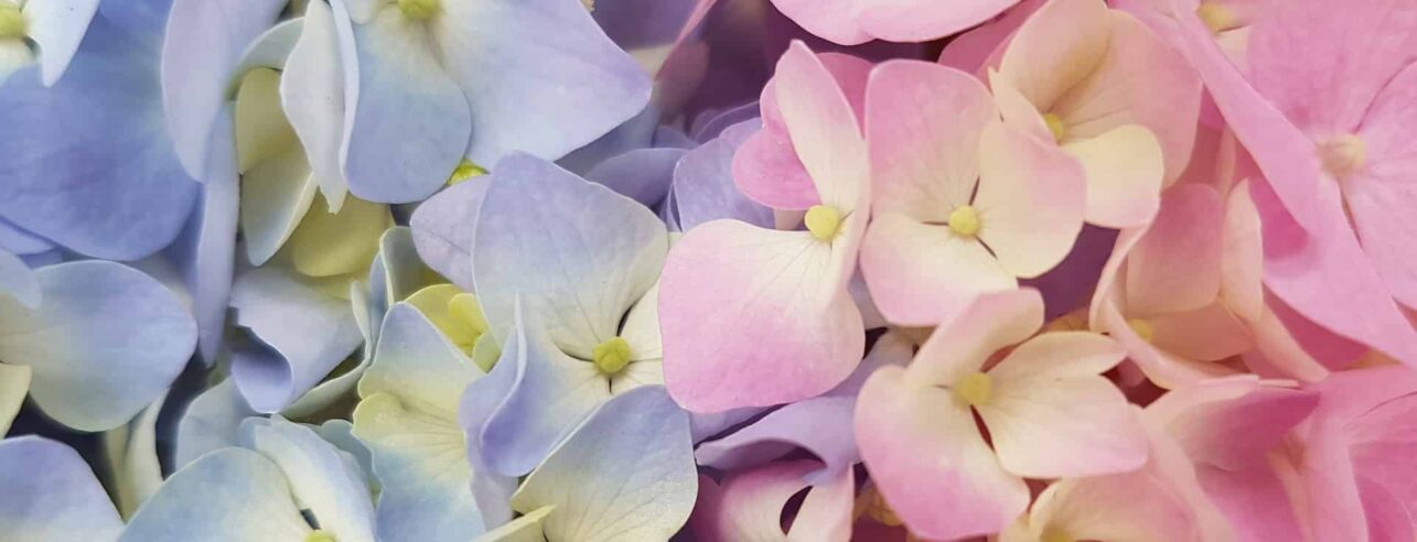 Hydrangeas close-up