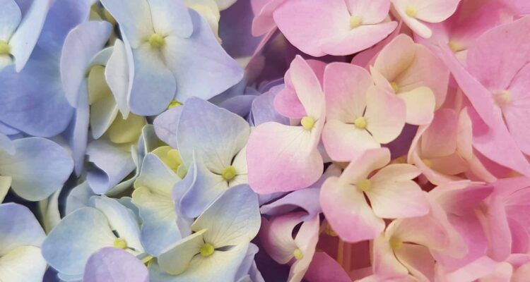 Hydrangeas close-up