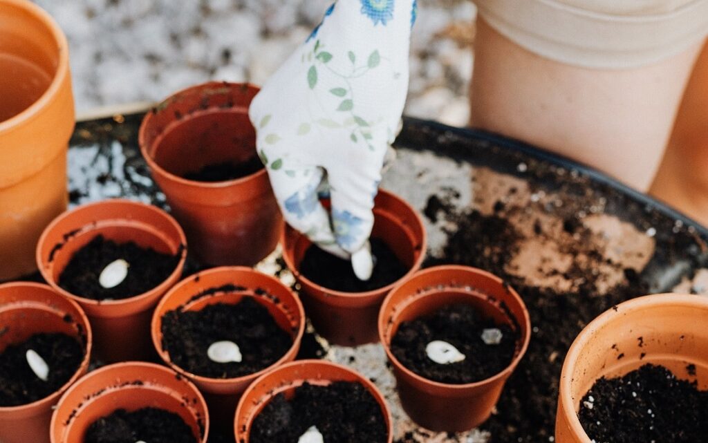 Planting broad beans