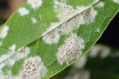 Spots of powdery mildew on a leaf 