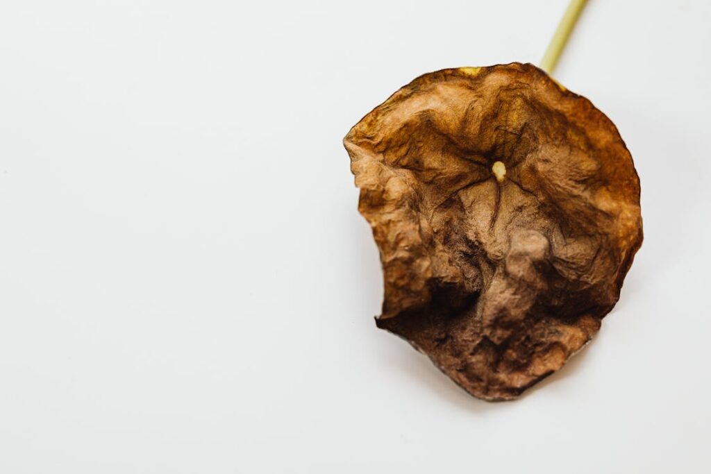 A rotting apple against a white background.