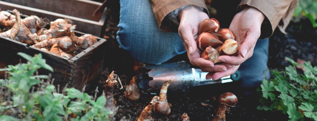 A person holding a handful of flower bulbs