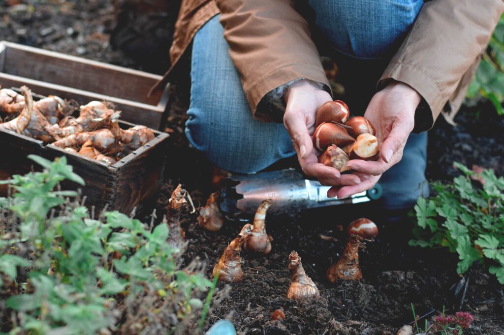 Person holding a handful of tulip bulbs